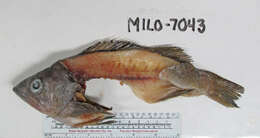 Image of Olive rockfish