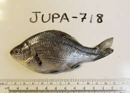 Image of Dwarf perch