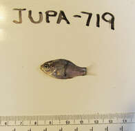 Image of Dwarf perch