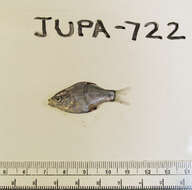 Image of Dwarf perch