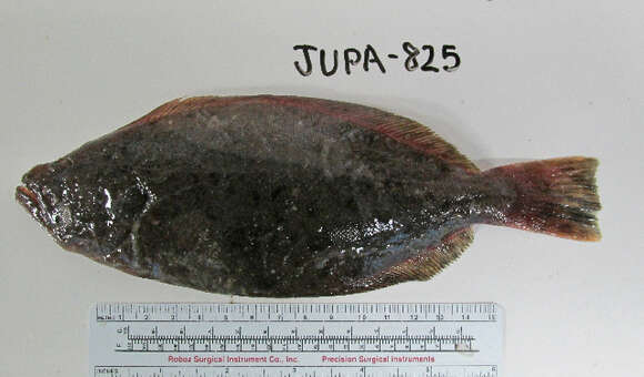 Image of Fine Flounder