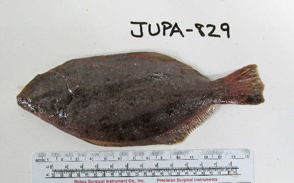 Image of Fine Flounder