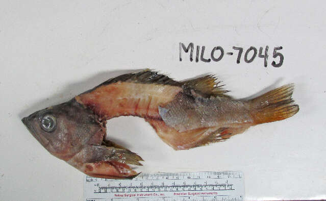 Image of Yellowtail rockfish