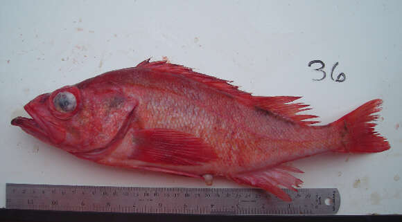 Image of Pacific ocean perch