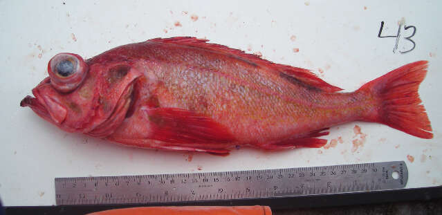 Image of Pacific ocean perch