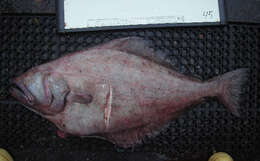 Image of Kamchatka flounder