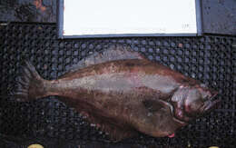 Image of Kamchatka flounder