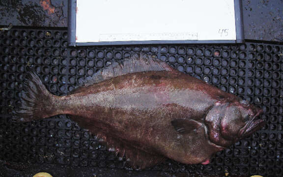 Image of Kamchatka flounder