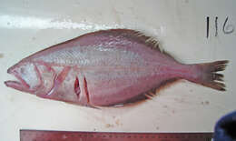 Image of Kamchatka flounder