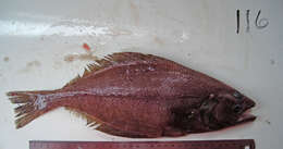 Image of Kamchatka flounder