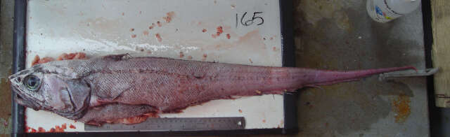 Image of Roughscale rattail