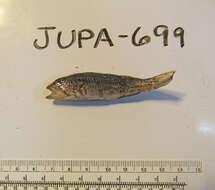 Image of Barred sand bass