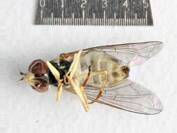 Image of Syrphid fly