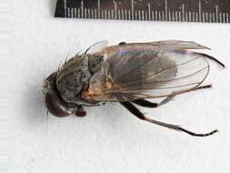 Image of latrine flies