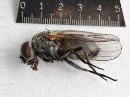 Image of latrine flies