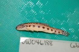 Image of Luther&#39;s spiny loach