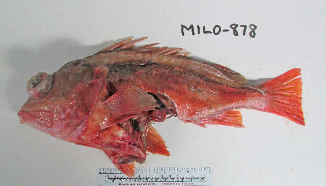 Image of Pink rockfish