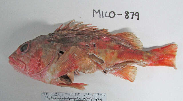 Image of Pink rockfish