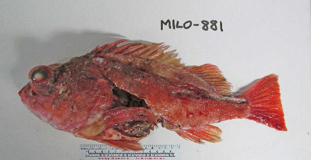 Image of Pink rockfish