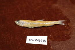 Image of Japanese smelt