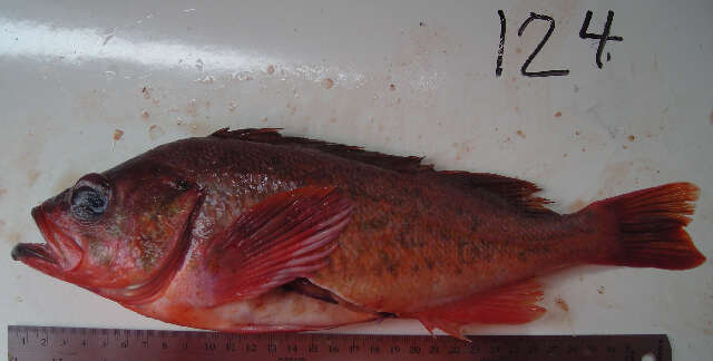 Image of Northern rockfish