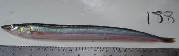 Image of Pacific sand lance