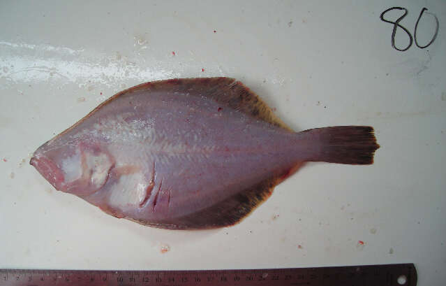 Image of Flathead sole