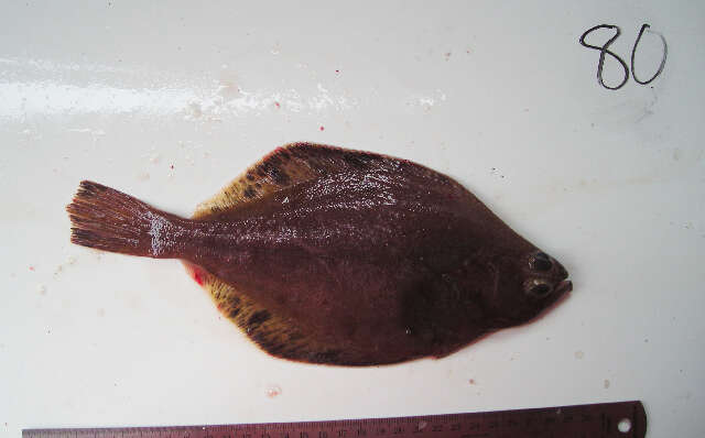 Image of Flathead sole