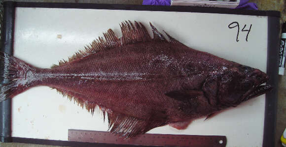 Image of Arrowtooth flounder