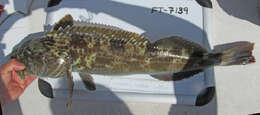 Image of Ophiodon