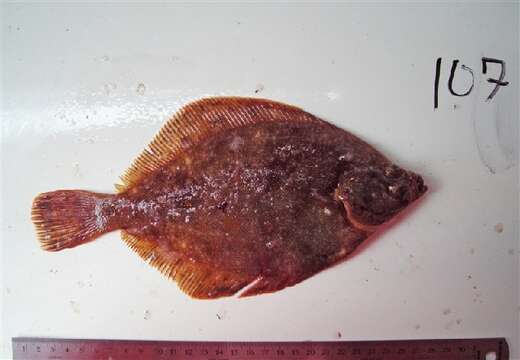 Image of Northern rock sole