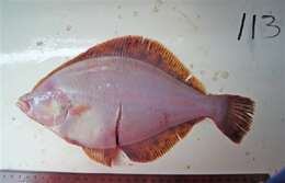 Image of Northern rock sole