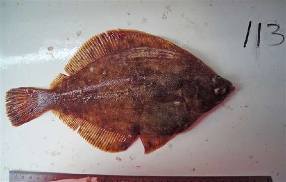 Image of Northern rock sole