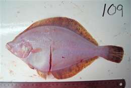 Image of Northern rock sole
