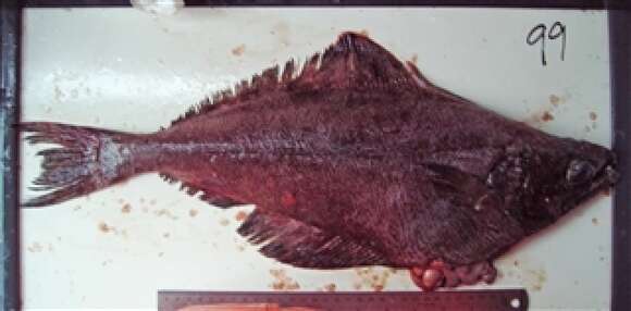 Image of Arrowtooth flounder