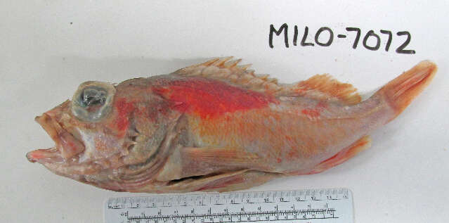 Image of Pinkrose rockfish