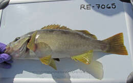 Image of Olive rockfish