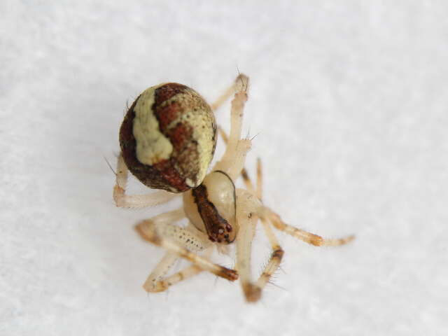 Image of Theridion