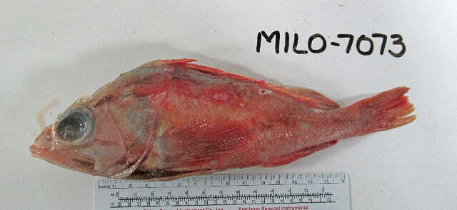 Image of Pinkrose rockfish