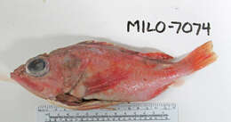 Image of Pinkrose rockfish