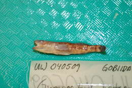 صورة Gymnogobius urotaenia (Hilgendorf 1879)