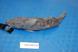 صورة Gymnogobius urotaenia (Hilgendorf 1879)