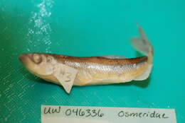 Image of Japanese smelt