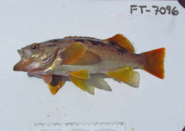 Image of Olive rockfish