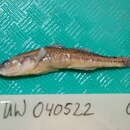 Слика од Gymnogobius castaneus (O'Shaughnessy 1875)