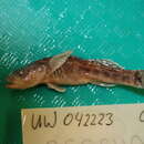 صورة Gymnogobius opperiens Stevenson 2002