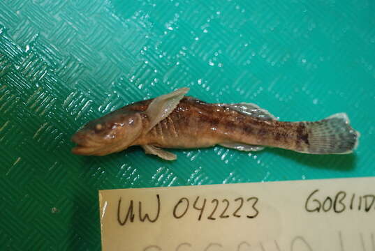 صورة Gymnogobius opperiens Stevenson 2002