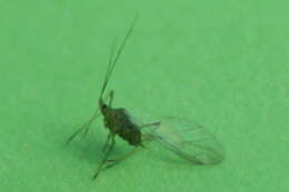 Image of pea aphid