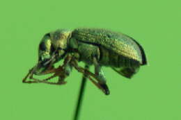 Phyllobius (Dieletus) argentatus Linnaeus 1758 resmi