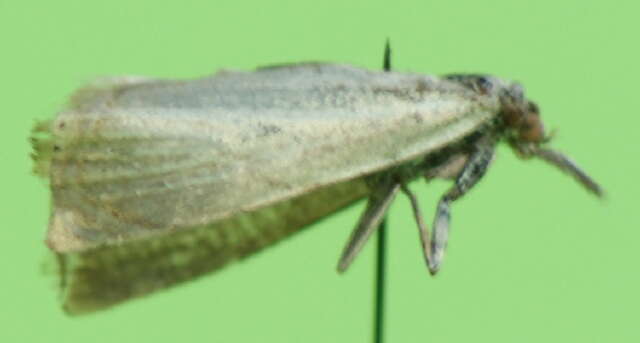 Image of crambid snout moths